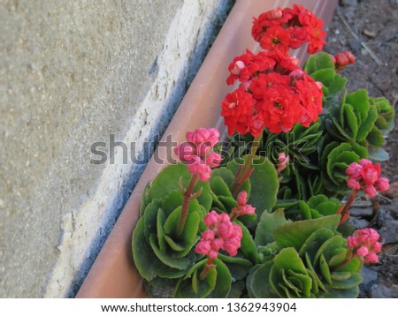 Flower pot, picture