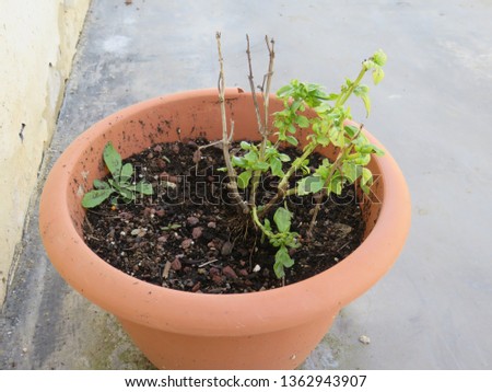 Flower pot, picture