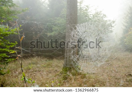 Spider web in a foggy forest