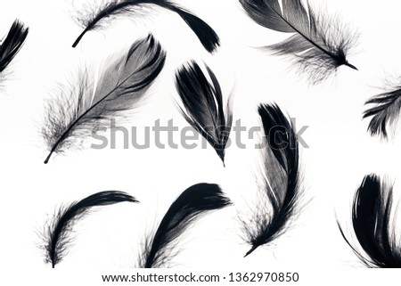 seamless background with black soft and lightweight feathers isolated on white