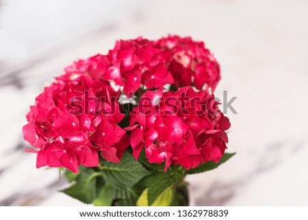 Red hydrangea on marble background