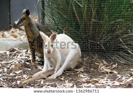 albino kangaroo in the park
