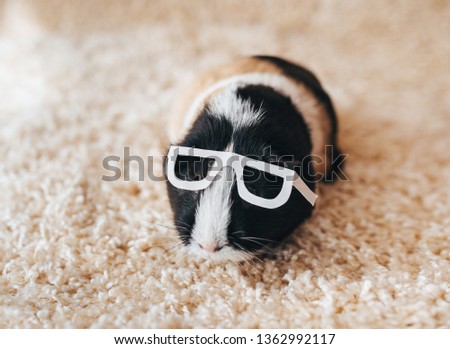 Guinea pig with glasses. Businessman and deputy. Portrait of a cute pet on a woolen and background. Copy space. Fun, fat and funny pig. Beautiful picture. Blind animal