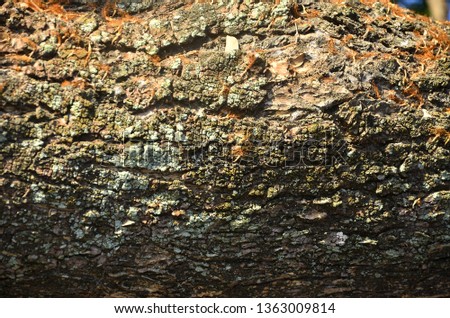
The image of the natural bark is used as a background image.