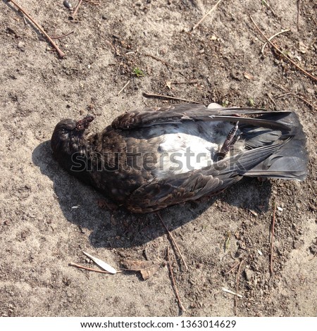 Picture of a dead bird. Dead dove bowed his head and lies on the ground