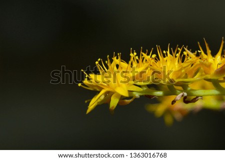 macro flower pictures