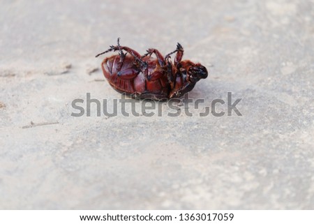 Rhino beetle (Dynastinae) on the ground .