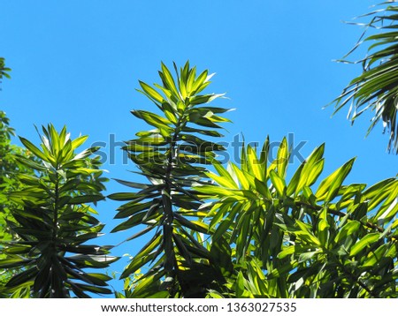 Beautiful green leaves song of Jamaica tree. (Dracaena reflexa (Decne.) Lam.  on natural background
