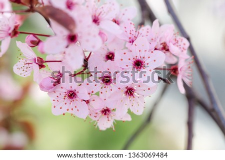 pink cherry flowers on colorful background
