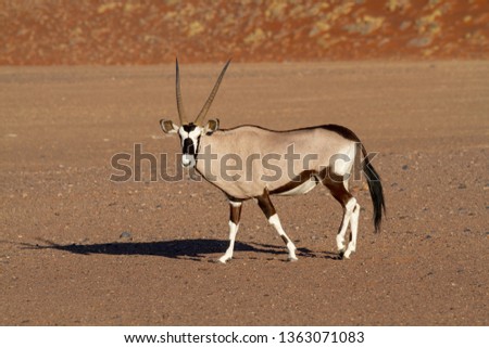 
gemsbok oryx national parks of namibia between desert and savannah africa