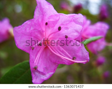 Pink flowers on trees in the garden