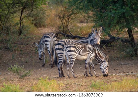 mountain zebra national parks of namibia between desert and savannah africa