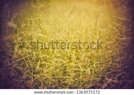 vintage grass flower nature background 