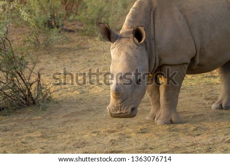 rhinoceros without horn to save it from poaching national parks of namibia between desert and savannah africa