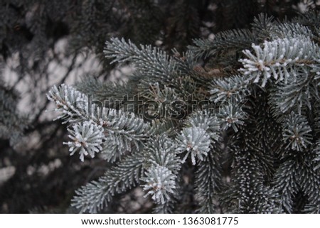 Blue spruce in hoarfrost.