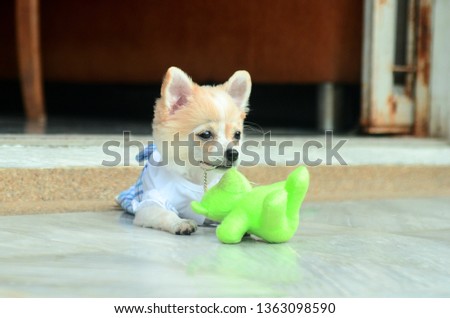 Funny action little Chihuahua.
