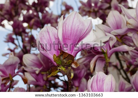 Pink purple coloured magnolia flowers, on shrub in spring 