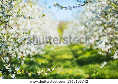 Attractive ornamental garden with blooming lush trees in idyllic sunny day. Abstract seasonal background. Flowering orchard in spring time. Scenic image of trees in charming garden. Beauty of earth.