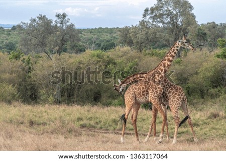 Male and female Giraffe love making in Maasai Mara