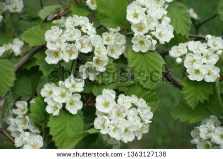Florescence of northern downy hawthorn in mid spring