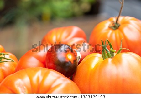 Old varieties tomatoes, harvest