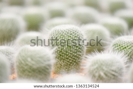 Macro closeup of green cactus in the garden. Selective focus.