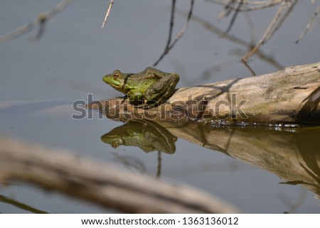 Green frog in the river on fallen branches