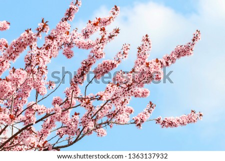 Blooming branch of cherry tree. Beautiful spring landscape.