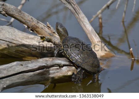 River turtle on a dry branch in water