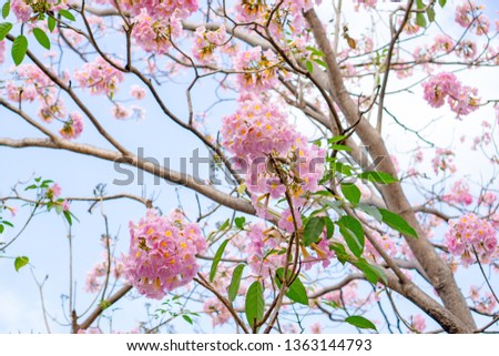 Bunch of Pink Trumpet shrub flowering tree blossom on green leaves branches and twig, under clouds and blue sky background, know as Pink Tecoma or Tabebuia rosea plant, selective focus