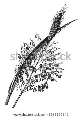 This is the image of Zizania. It is used as a food plant, with both the stem and grain being edible, vintage line drawing or engraving illustration.