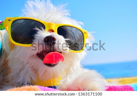 funny dog puppy with sunglasses in the beach