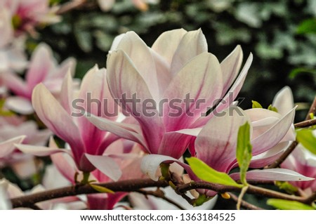 Close-up of a flowering magnolia