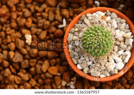 Cactus and stone in the garden