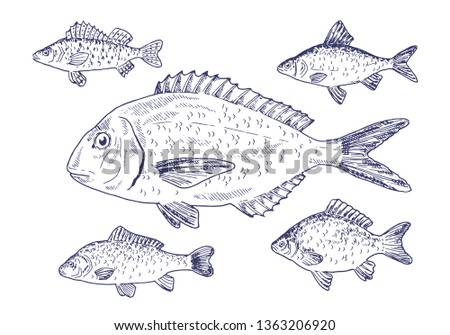 Isolated vector set of fish: gilt-head bream (dorado), ruffe, European carp, roach, carassius. Hand drawing black and white marine illustration. Vintage sketch