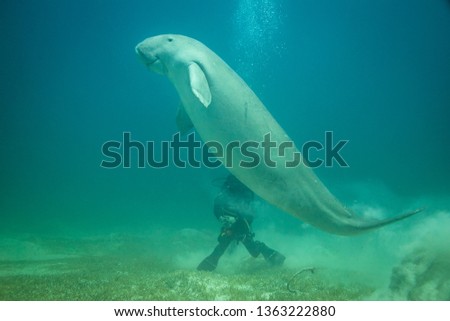 Dugong rising to the surface for air.