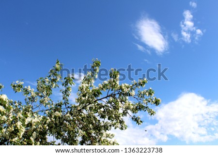 A branch of a blossoming apple tree against the blue sky. A photo.
