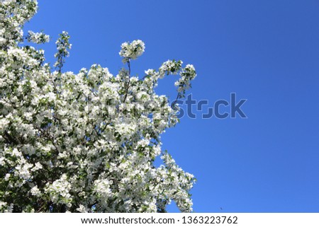 A branch of a blossoming apple tree against the blue sky. A photo.