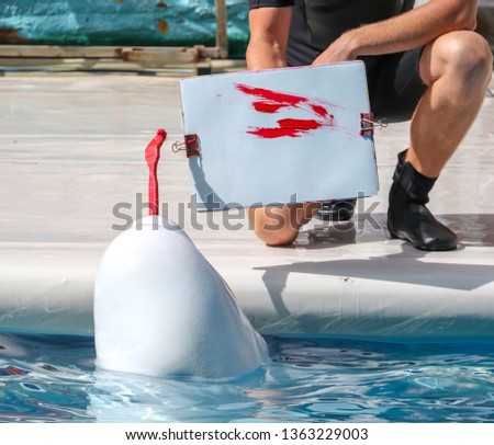A big white dolphin paints a picture.