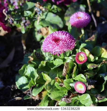 Pink chrysanthemum flowers in a closeup image taken during a sunny spring day in Nyon, Switzerland. In this photo you see multiple chrysanthemum flowers, and some leaves.