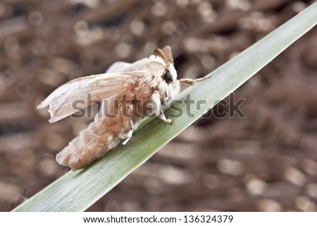 butterfly of cocoon