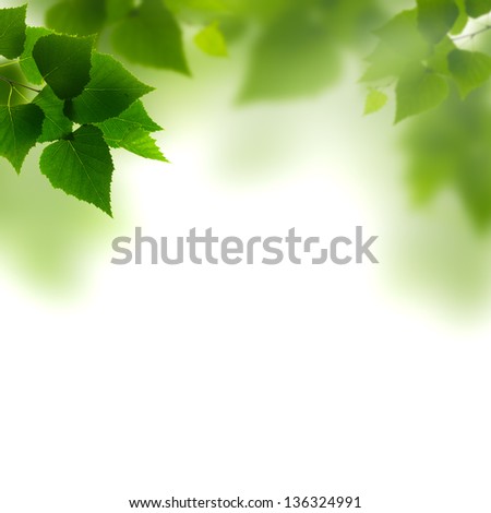 Summer foliage against white backgrounds