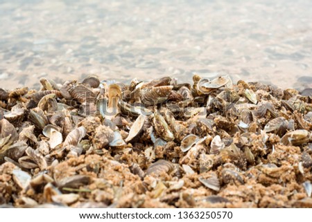 zebra mussel infestation, biological indicators of pollution, biological water purification. seashells by the sea
 Royalty-Free Stock Photo #1363250570
