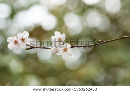 Close up of spring cherry blossom with beautiful cherry blossom bokeh background.