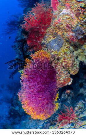 Underwater Garden, Soft Coral at Pramuka Island when Clear day, Indonesia.