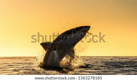 Silhouette of  Great White Shark in jump.  Sunrise sky on the background.  Great White Shark  breaching in an attack. Scientific name: Carcharodon carcharias. South Africa