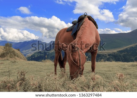 Horse in a meadow mountains in the background