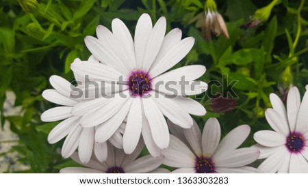 close up view of white flower
