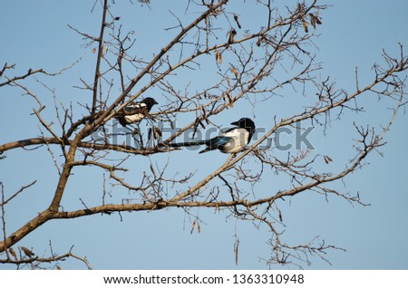 Piet birds sitting on the branch of the tree, photo