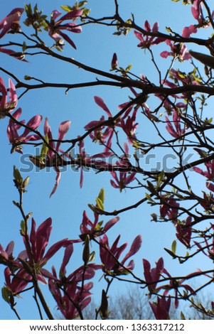 Magnolia blossom in front of a beautiful blue sky